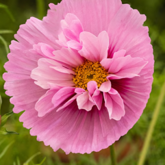 Paprastoji kosmėja Cupcakes Sakura