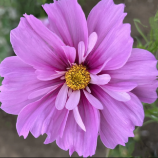 Paprastoji kosmėja Fizzy Pink Dark Centre