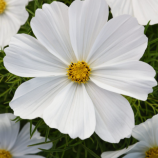 Paprastoji kosmėja Sonata White