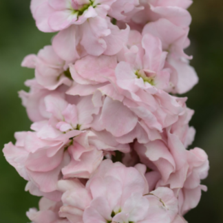 Pilkoji leukonija Column Appleblossom