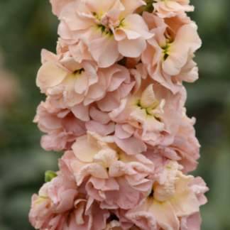 Pilkoji leukonija Column Apricot