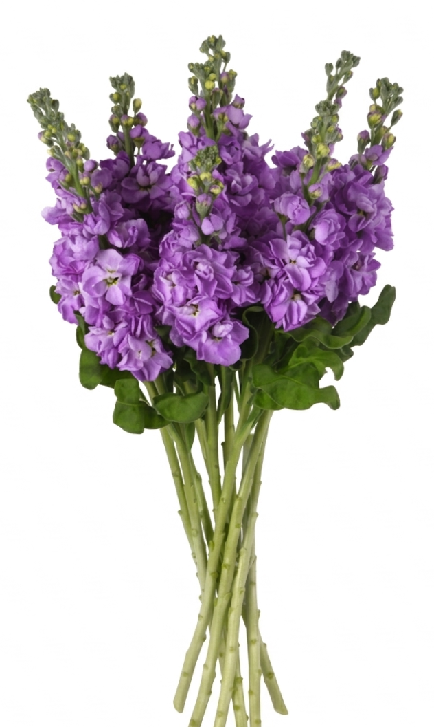 Pilkoji leukonija Mathilda Lavender - Image 2