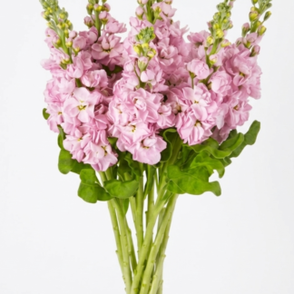 Pilkoji leukonija Mathilda Pink