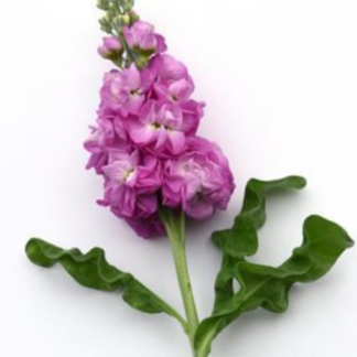 Pilkoji leukonija Mathilda Rose