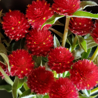 Rutulinė gomfrena Qis Red