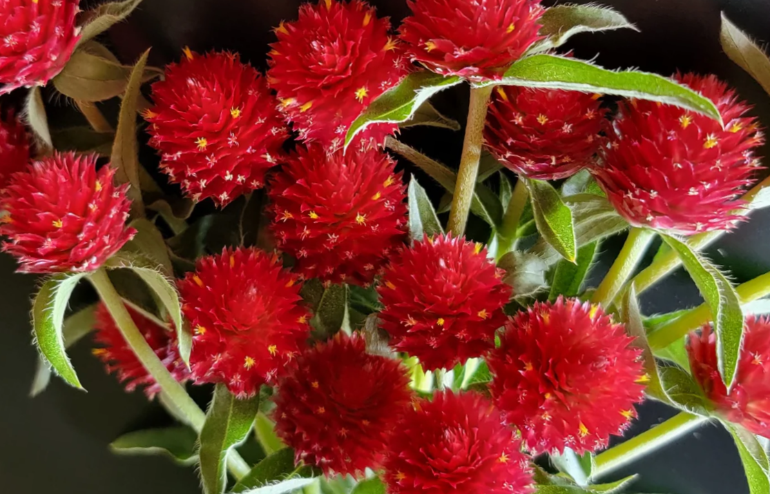 Rutulinė gomfrena Qis Red