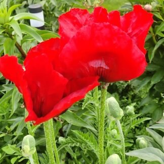 Rytinė aguona Brilliant