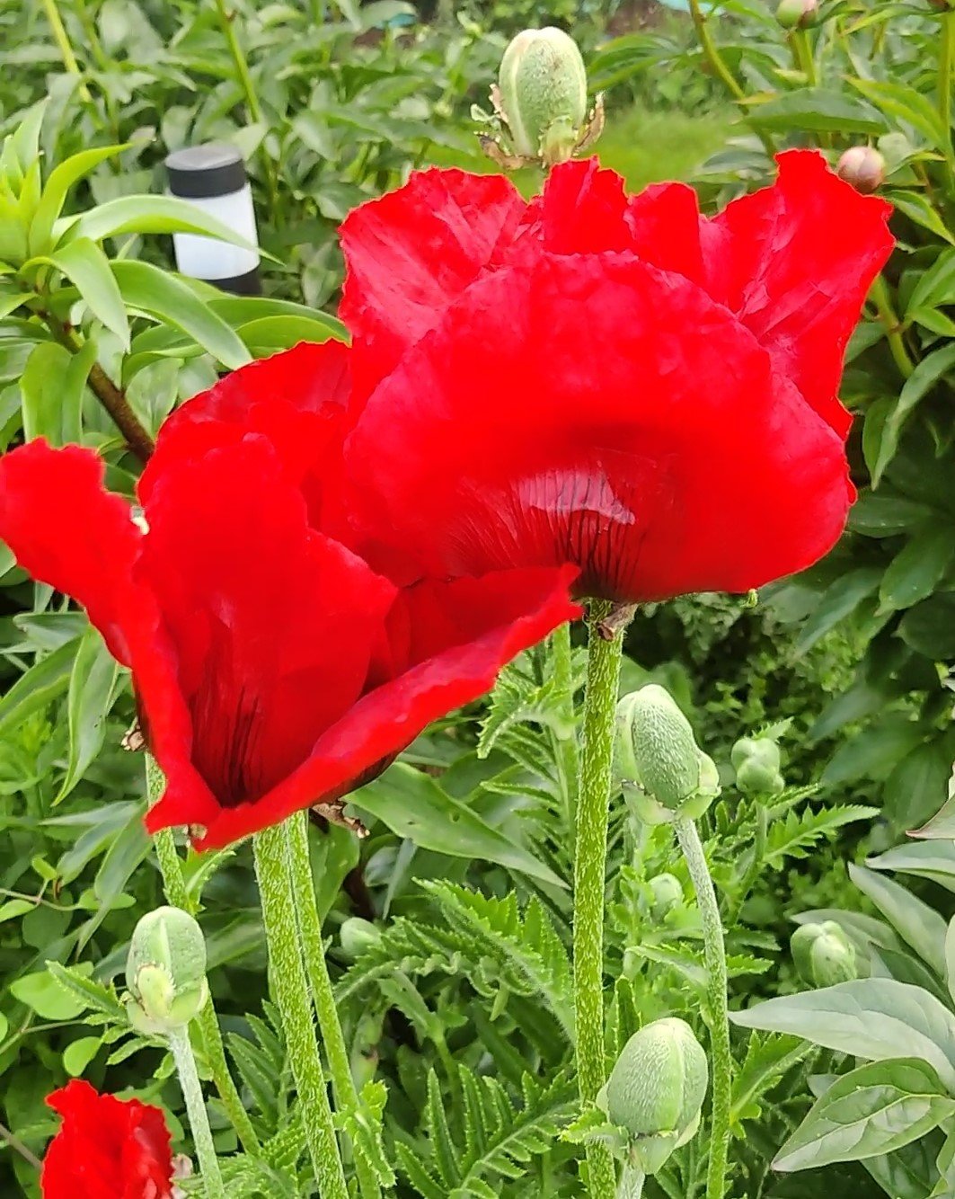 Rytinė aguona Brilliant