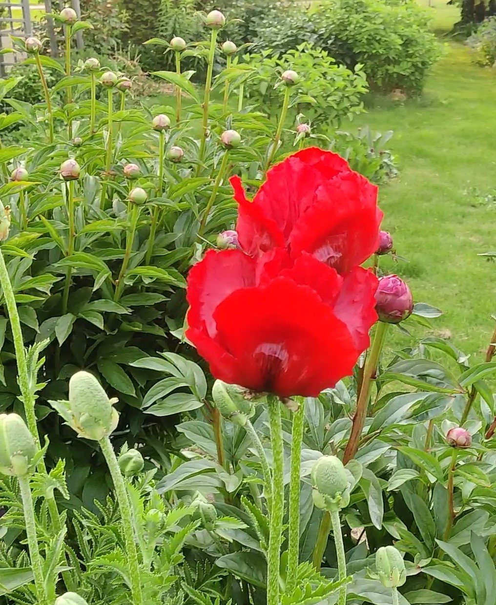 Rytinė aguona Brilliant - Image 3