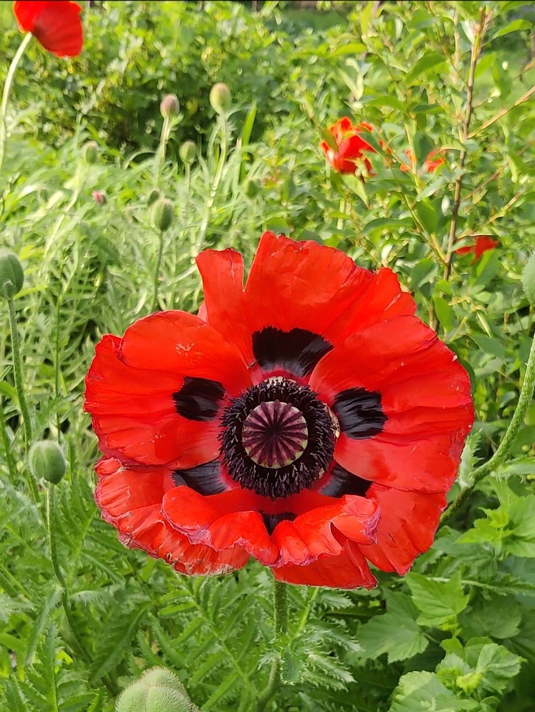 Rytinė aguona Brilliant - Image 2