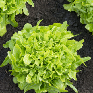 Sėjamosios salotos Baby Oakleaf
