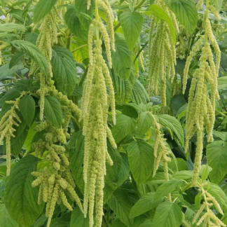 Uodeguotasis burnotis Viridis