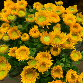 Vaistinė medetka Greenheart Yellow