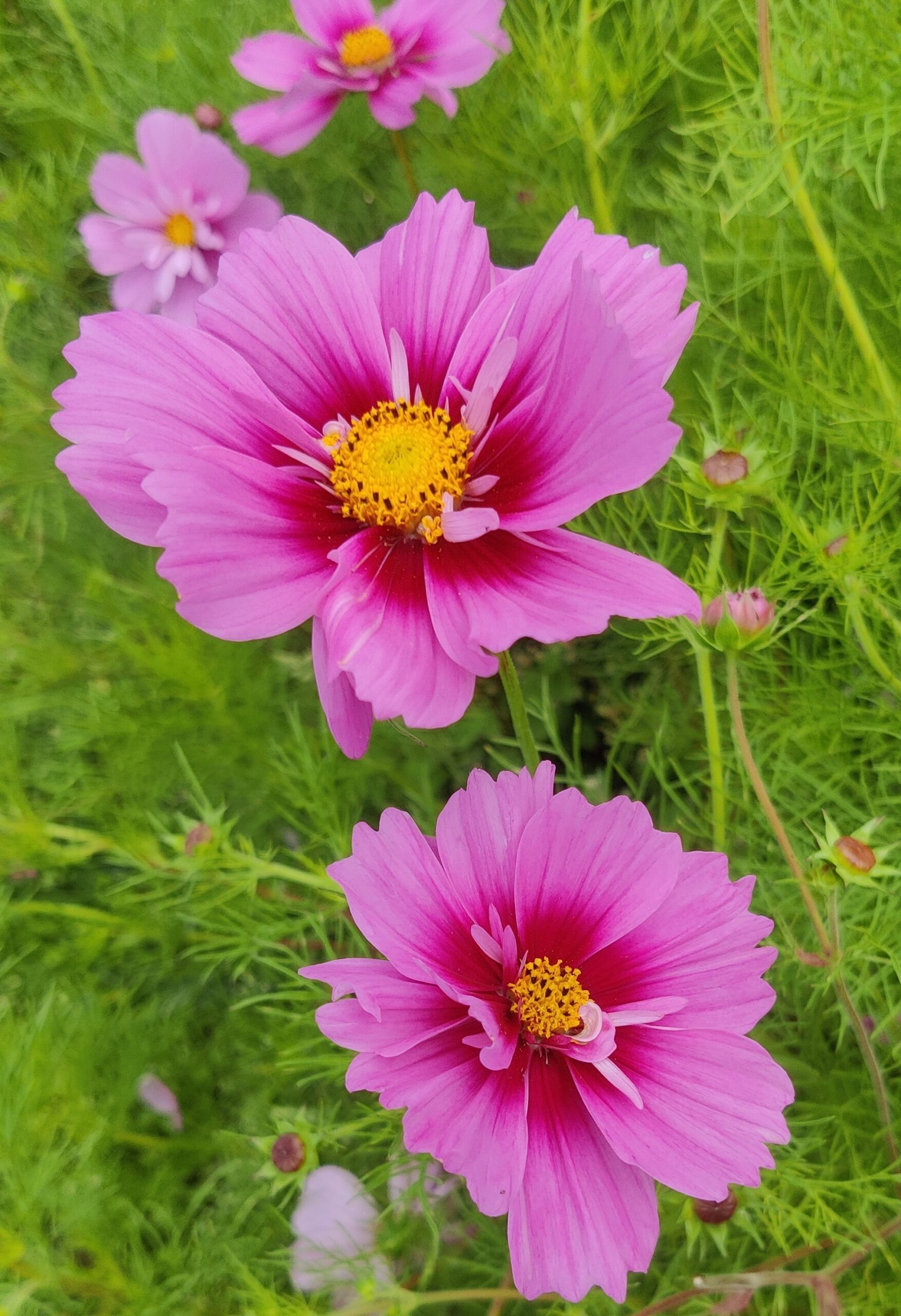 Paprastoji kosmėja Fizzy Pink Dark Centre
