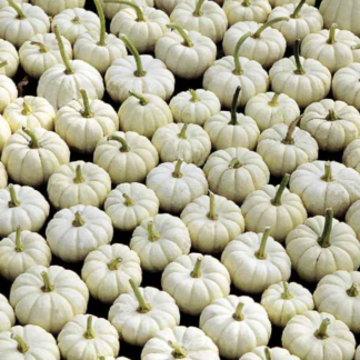 Dekoratyviniai moliūgai Baby Boo