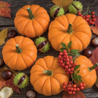 Dekoratyviniai moliūgai Jill be Little