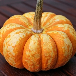 Dekoratyviniai moliūgai SAM Bicolor