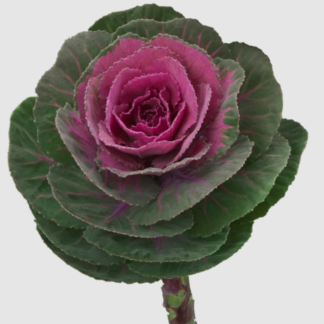 Dekoratyviniai  puošnieji kopūstai Crane F1 Carmine