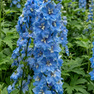 Didysis pentinius Benary's Pacific Summer Skies