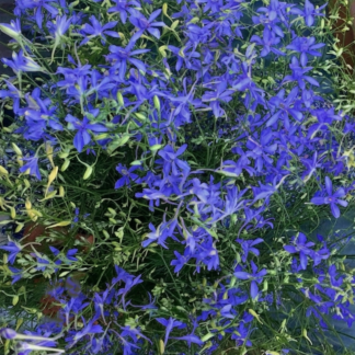 Dirvinis raguolis Blue Cloud