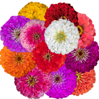 Puikioji gvaizdūnė Benary Giant Mix