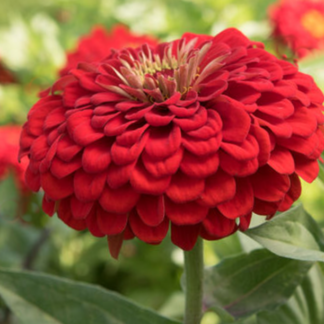 Puikioji gvaizdūnė Benary Giant  Scarlet