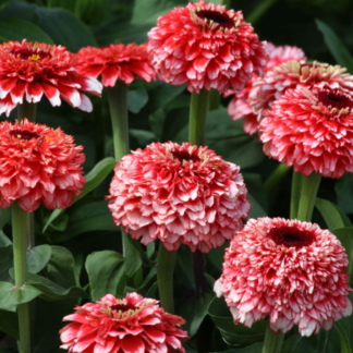 Puikioji gvaizdūnė Zinderella Fizz