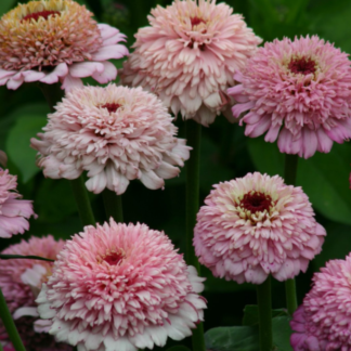 Puikioji gvaizdūnė Zinderella Lilac