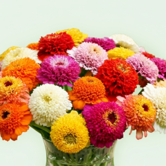 Puikioji gvaizdūnė Zinderella Mix