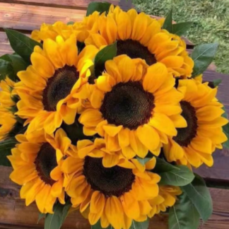 Tikroji saulėgrąža F1 Pro Cut®Bravo